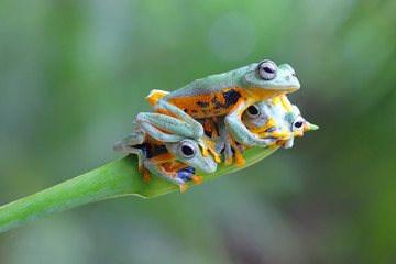 Tree frog, Rhacophorus reinwardtii