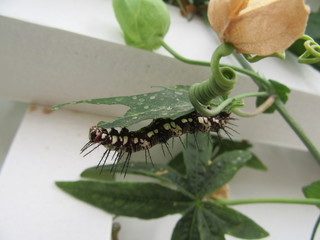 Black and white caterpillar