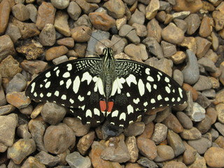 Papilo Demoleus Common Lime