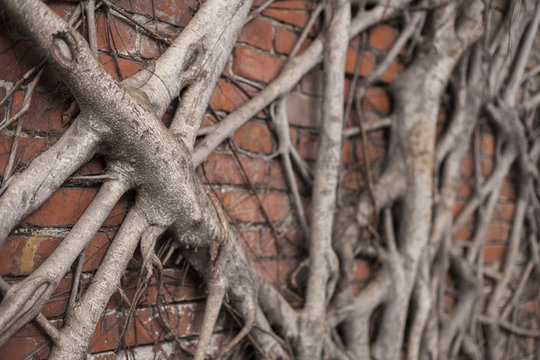 Branches and Brick Wall 