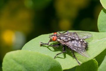 insect fly sitting on green leaf close-up