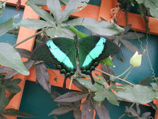 Papilo palinurus Emerald Swallowtail