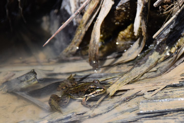 Coruna frog, Perez's Frog (Rana perezi, Rana ridibunda perezi) found submerged in pond water in Porto Santo Island, Portugal