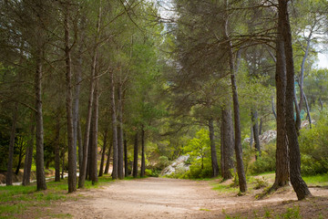 Fototapeta premium Paysage: le forêt.