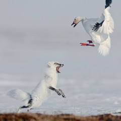 White duck fighting with  Fox