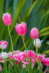 Obraz premium Pink and purple tulips