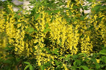 Yellow cascade of flowers