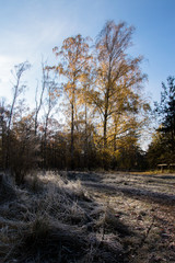 Fototapeta premium Forest in Grunewald, Havelhöhenweg, Berlin
