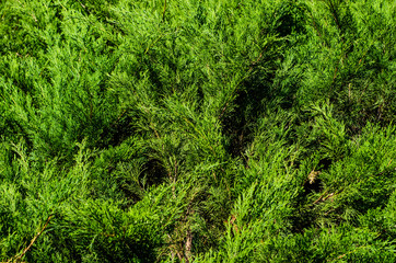 Thuja bushes in a city park