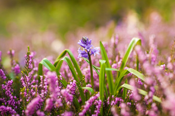 Single Campanula rapunculoides bud