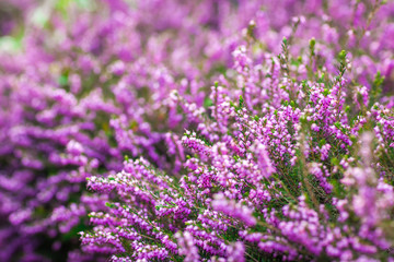 Obraz premium Purple Loosestrife flowers