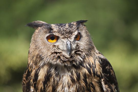 Real owl, (bubo bubo)