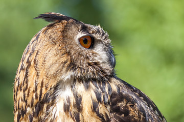 Real owl, (bubo bubo)