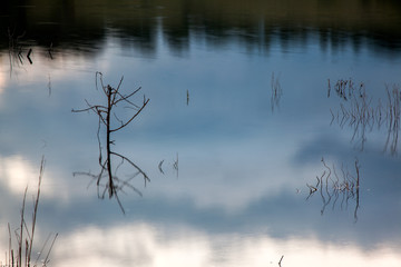 Trunks in water with sky reflections