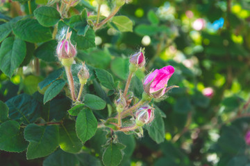 Fototapeta premium Весенний сад цветов. Нежные бутоны розовой английской розы