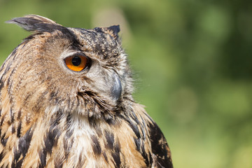 Real owl, (bubo bubo)