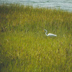 Sea bird in the tall marsh grass.