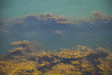 Seaweed under the surface of the water, nature background.