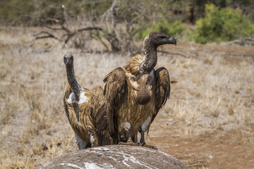 White-backed Vulture in Kruger National park, South Africa