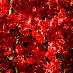 red flowers on a bush in the early morning Sunlight, nature background.