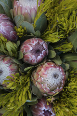 beautiful perfect proteas at a flower market