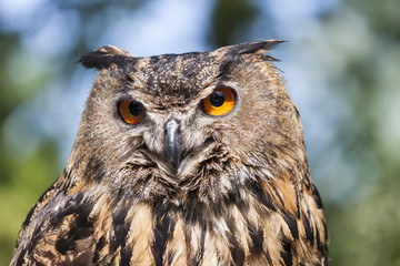 Real owl, (bubo bubo)