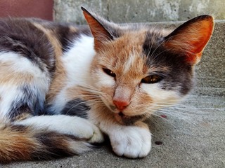 lovely cat