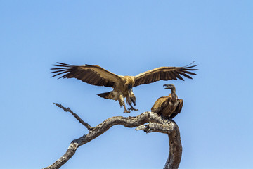 White-backed Vulture in Kruger National park, South Africa
