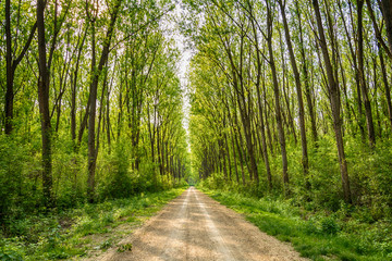 Tree alley at spring