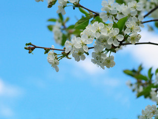 Cherry flowers on branch tree at the springtime in sunny day in the garden, blue sky background, copyspace