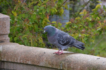 Pigeon Sitting On A Bridge