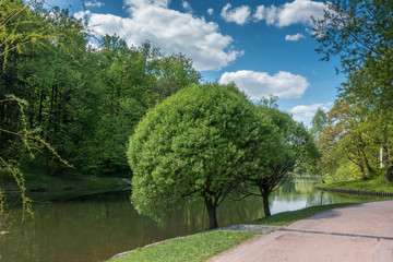 Trees near a pond in the park