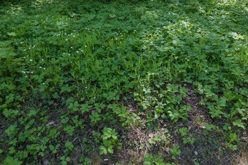 Green lawn city park. Spring flowers.