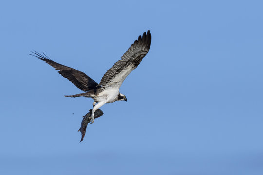 Águila pescadora (Pandion haliaetus)  volando con un pez en las garras.