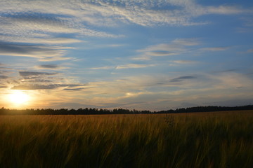 Sunset & field