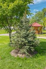 Little fir in spring park