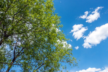Beautiful trees on sky background
