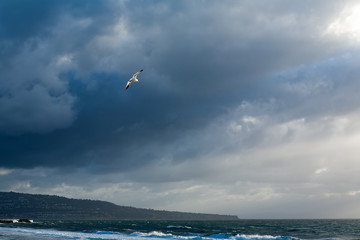Sea Gull In Flight