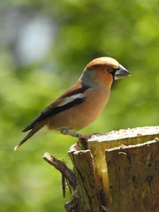Beautiful hawfinch sitting on a tree trunk