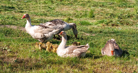 Geese and a flock of young geese .