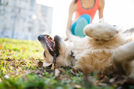 Happy Dog Lies On Green Lawn