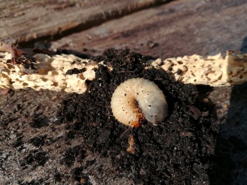 larve vom goldgl&auml;nzenden rosenk&auml;fer