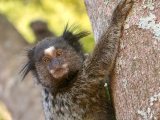 Marmoset portrait