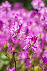 Blooming pink Rhododendron