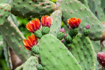 Edible cactus opuntia rufida