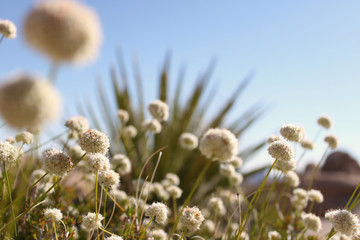 odd desert landscape, Joshua Tree