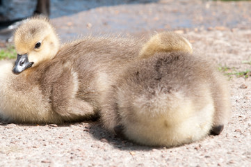 baby bird ducklings on the bank of the river