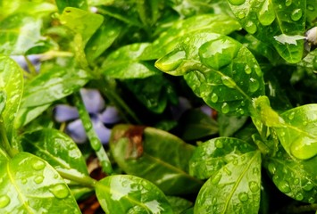 dew on the macro leaf