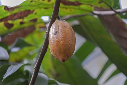 Cocoa fruit on a tree in the jungle