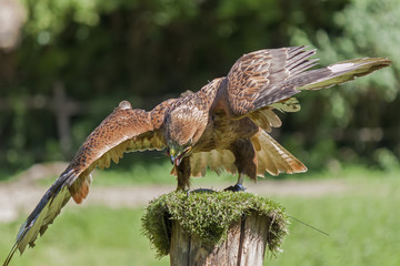 Close up of a Harris's buzzard (parabuteo unicinctus)  
